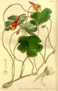Tuberous nasturtium. Tropaeolum tuberosum (1840).. Free illustration for personal and commercial use.