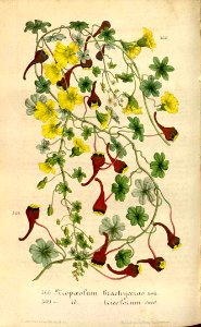 Chilean nasturtiums. Tropaeolum brachyceras and T. tricolor (1848). Free illustration for personal and commercial use.