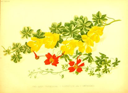 Great soldier of the mountains (top) and Flame nasturtium and (Tropaeolum polyphyllum and T. speciosum).. Free illustration for personal and commercial use.