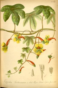 A Brasilian nasturtium. Tropaeolum sanctae-catharinae [as Tropaeolum gaertnerianum]. Free illustration for personal and commercial use.