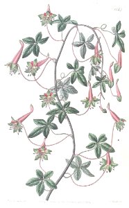 Lady's Legs nasturtium (Tropaeolum pentaphyllum). An extremely vigorous, tuberous perennial native to central South America
