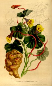 Tuberous nasturtium. Tropaeolum tuberosum (1849).. Free illustration for personal and commercial use.
