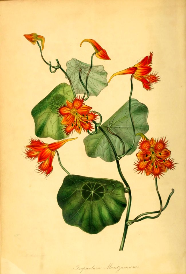 Moritz's Nasturtium (Tropaeolum moritzianum)