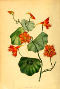 Moritz's Nasturtium (Tropaeolum moritzianum). Free illustration for personal and commercial use.
