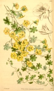 Tropaeolum brachyceras. Free illustration for personal and commercial use.