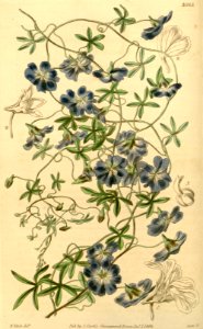 Tropaeolum azureum - Native to Chile.