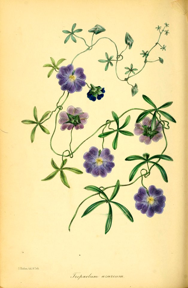 Tropaeolum azureum - Native to Chile.