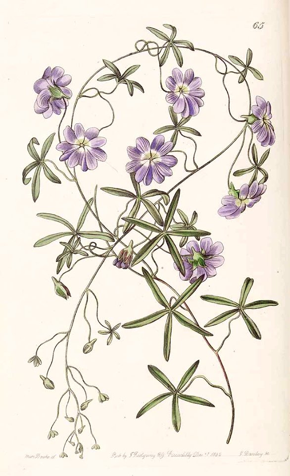 Tropaeolum azureum - Native to Chile.
