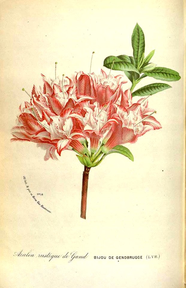 Azalea. Rhododendron indicum var. Bijou de Gendbrugge - circa 1873