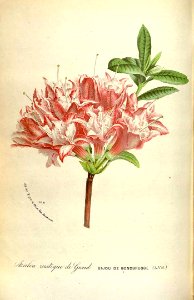 Azalea. Rhododendron indicum var. Bijou de Gendbrugge - circa 1873. Free illustration for personal and commercial use.