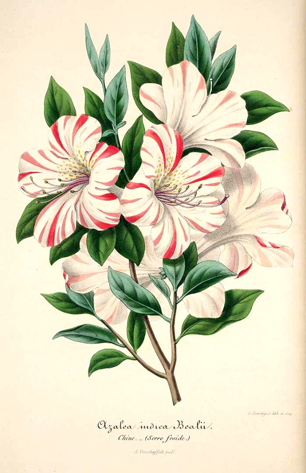 Azalea. Rhododendron indicum var. Bealii - circa 1854