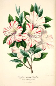 Azalea. Rhododendron indicum var. Bealii - circa 1854. Free illustration for personal and commercial use.