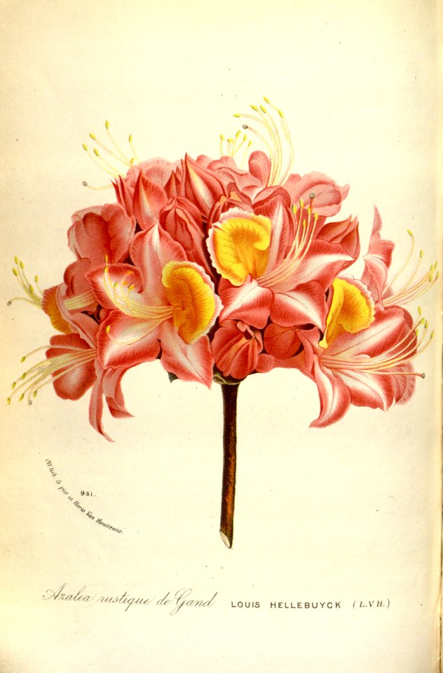 Azalea (c. 1873). Free illustration for personal and commercial use.