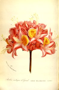Azalea (c. 1873). Free illustration for personal and commercial use.