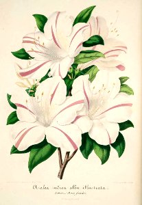 Azalea (c. 1855). Free illustration for personal and commercial use.