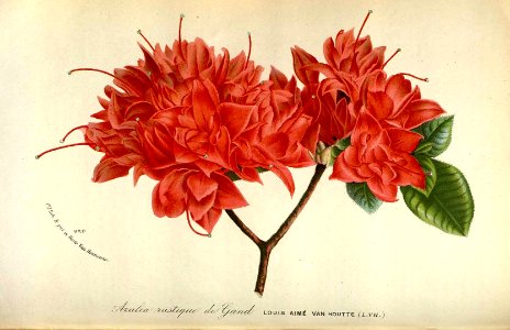 Azalea. Rhododendron indicum (L.) Sweet var. Louis Aimé Van Houtte - circa 1873. Free illustration for personal and commercial use.