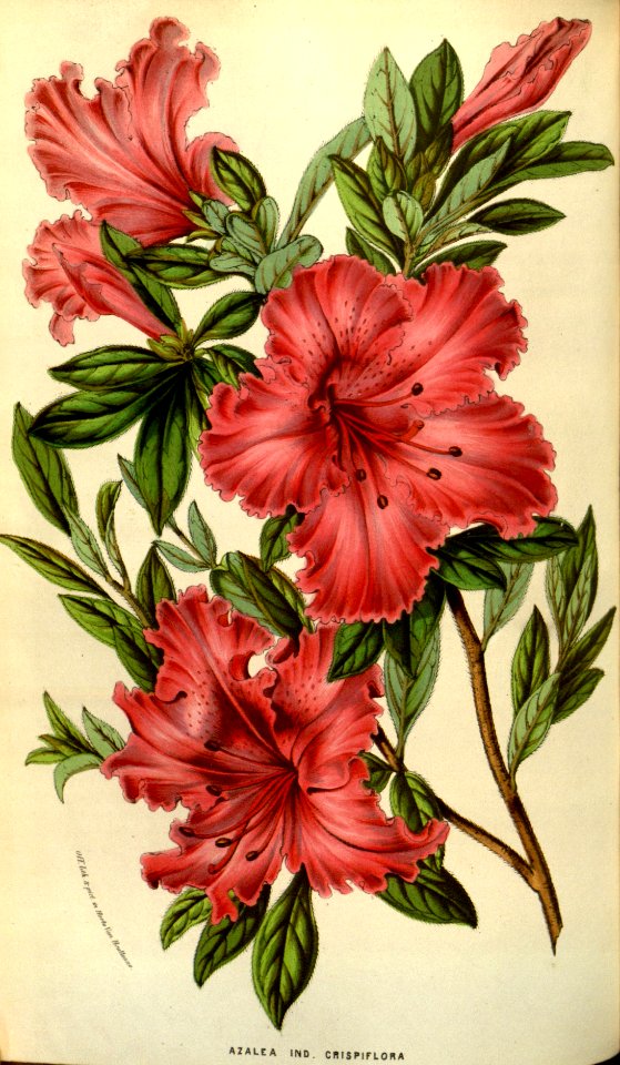 Azalea (Rhododendron indicum)  (c. 1853)