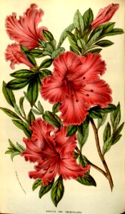 Azalea (Rhododendron indicum) (c. 1853). Free illustration for personal and commercial use.