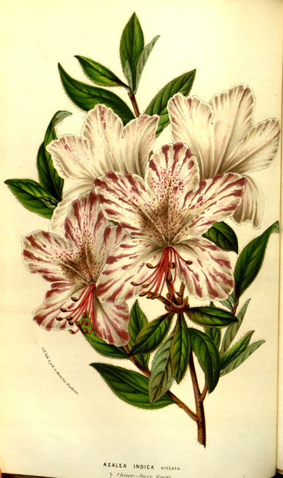 Azalea. Rhododendron indicum - circa 1853. Free illustration for personal and commercial use.