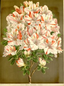 Azalea. Rhododendron indicum - 1867