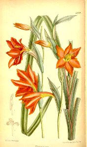 Gladiolus watsonioides (1887). Free illustration for personal and commercial use.