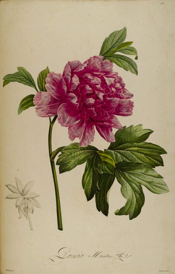 Tree Peony - Paeonia suffruticosa [as Paeonia moutan]
