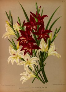 Sword-lily (Gladiolus colvillii). Free illustration for personal and commercial use.
