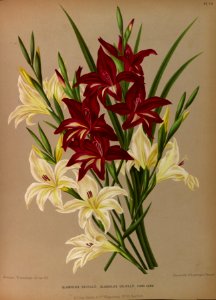 Sword-lily (Gladiolus colvillii)