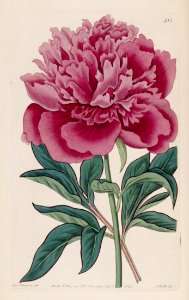 Shaoyao (peony). Paeonia lactiflora var. fragrans [as Paeonia albiflora var. fragrans]. Free illustration for personal and commercial use.