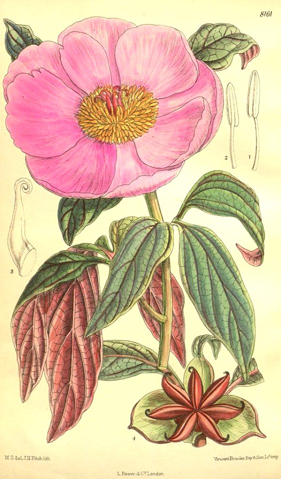 Majorcan peony (Paeonia cambessedesii)