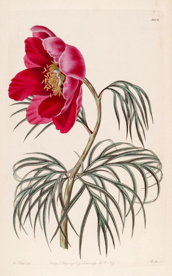 Paeonia tenuifolia. - Free Stock Illustrations | Creazilla