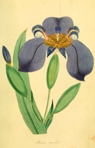 Trimezia caerulea. Magazine of botany and register of flowering plants J. Paxton, vol. 1 (1834). Free illustration for personal and commercial use.