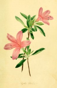 Rhododendron indicum var. pulchrum.. Free illustration for personal and commercial use.
