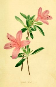 Rhododendron indicum var. pulchrum.