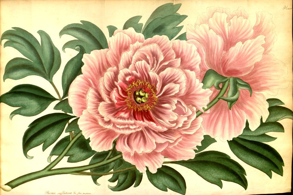 Paeonia suffruticosa var. flore purpureo - circa 1807
