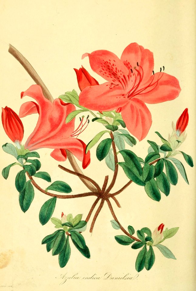 Azalea. Rhododendron indicum var. danielsiae. Magazine of botany and register of flowering plants J. Paxton, vol. 1 (1834)