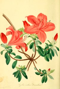 Azalea. Rhododendron indicum var. danielsiae. Magazine of botany and register of flowering plants J. Paxton, vol. 1 (1834). Free illustration for personal and commercial use.