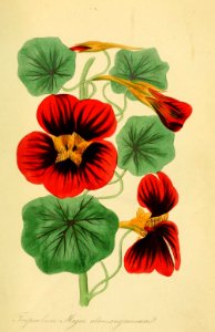 Nasturtium (Tropaeolum majus var. atrosanguineum). Magazine of botany and register of flowering plants J. Paxton, vol. 1 (1834). Free illustration for personal and commercial use.