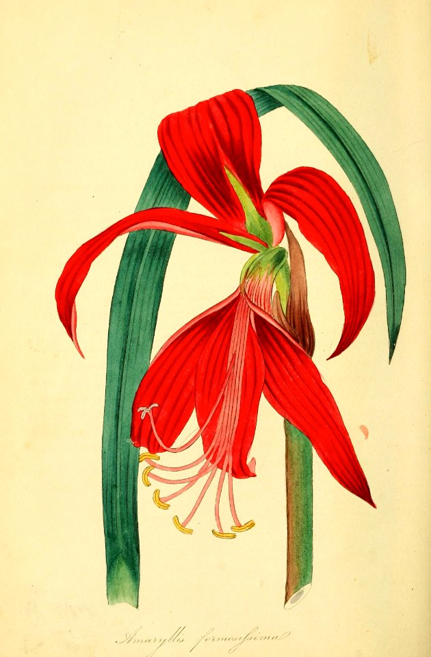 Aztec lily, Jacobean lily. Sprekelia formosissima. Magazine of botany and register of flowering plants J. Paxton, vol. 1 (1834)