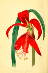 Aztec lily, Jacobean lily. Sprekelia formosissima. Magazine of botany and register of flowering plants J. Paxton, vol. 1 (1834). Free illustration for personal and commercial use.