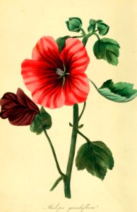 Malope trifida. Magazine of botany and register of flowering plants J. Paxton, vol. 1 (1834). Free illustration for personal and commercial use.