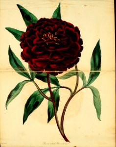 Paeonia lactiflora var. reevesiana. Magazine of botany and register of flowering plants J. Paxton, vol. 1 (1834). Free illustration for personal and commercial use.