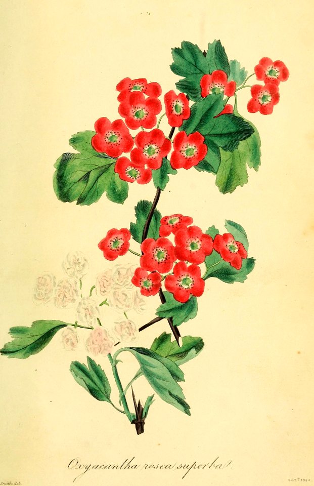 Crataegus curvisepala var. superba. Magazine of botany and register of flowering plants J. Paxton, vol. 1 (1834)