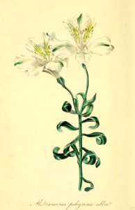 Alstroemeria pelegrina var. alba. Magazine of botany and register of flowering plants J. Paxton, vol. 1 (1834). Free illustration for personal and commercial use.