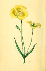 Calochortus luteus. Magazine of botany and register of flowering plants J. Paxton, vol. 1 (1834). Free illustration for personal and commercial use.