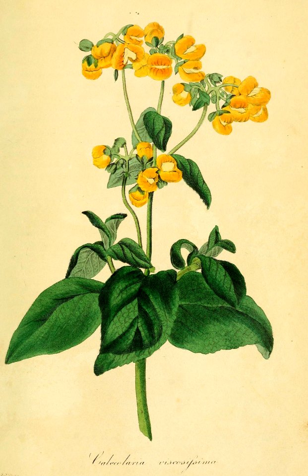 Calceolaria viscosissima. Magazine of botany and register of flowering plants J. Paxton, vol. 1 (1834)