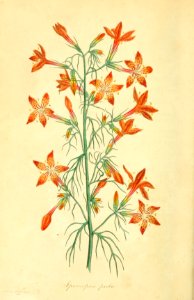 Gilia coronopifolia. Magazine of botany and register of flowering plants J. Paxton, vol. 1 (1834). Free illustration for personal and commercial use.