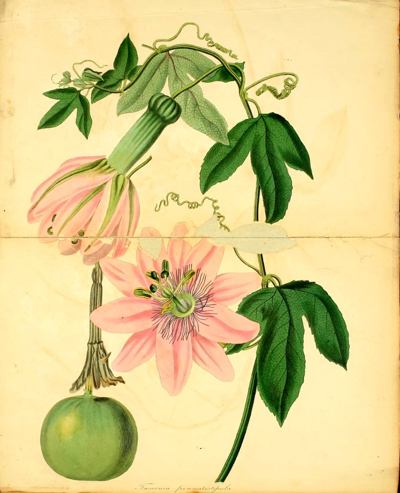 Passiflora pinnatistipula. Magazine of botany and register of flowering plants J. Paxton, vol. 1 (1834)