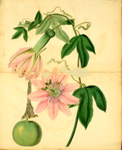 Passiflora pinnatistipula. Magazine of botany and register of flowering plants J. Paxton, vol. 1 (1834). Free illustration for personal and commercial use.