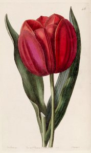 Tulipa gesneriana - circa 1838. Free illustration for personal and commercial use.